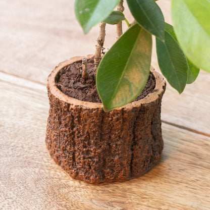 bark planter pot Tree Trunk Planter | Buy Small Plant Pot | Rustic Home Decor | Unique Planters for Succulents & Cacti