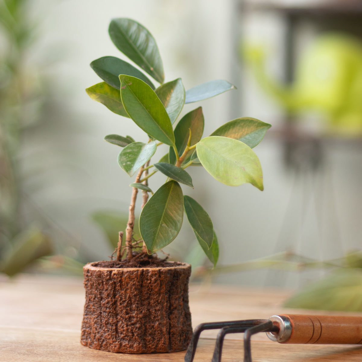indoor plant with trunk Tree Trunk Planter | Buy Small Plant Pot | Rustic Home Decor | Unique Planters for Succulents & Cacti